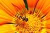 4 Things Project Teams Can Learn from Honey Bees